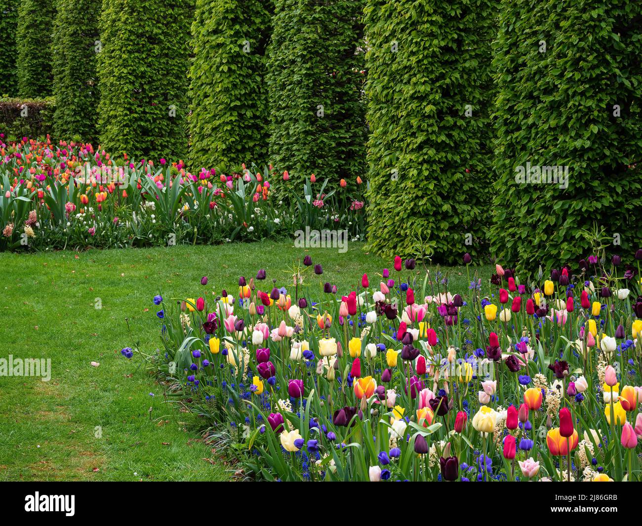 Flowering colorful tulips in the park Keukenhof in the Netherlands ...