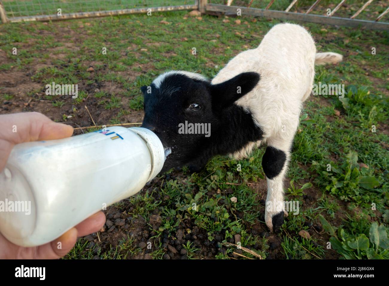 Bottle-feeding a baby lamb Stock Photo