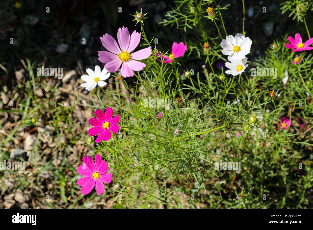 Several flowers, in different colors of the species 'Cosmos bipinnatus', which is a plant belonging to the Asteraceae family, at its base the green co Stock Photo