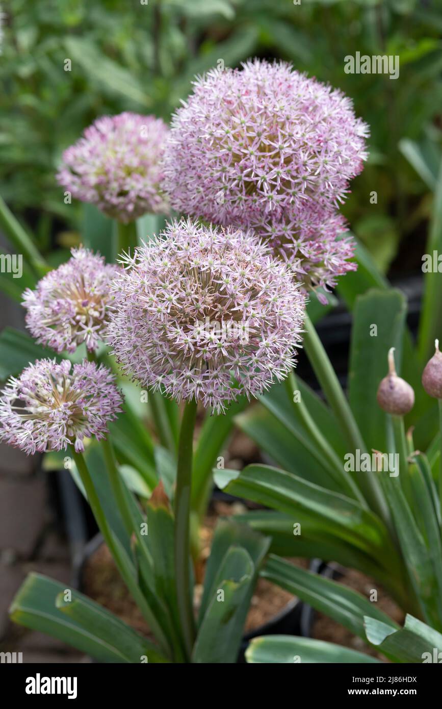 Allium Party Balloons Flowers Stock Photo Alamy