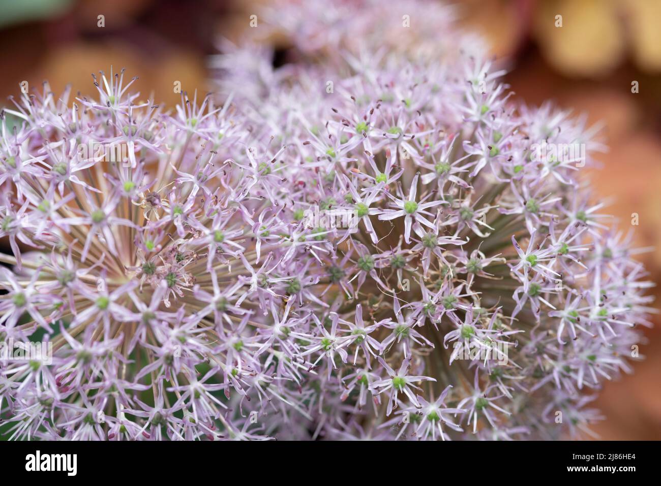 Allium Party Balloons Flowers Stock Photo Alamy