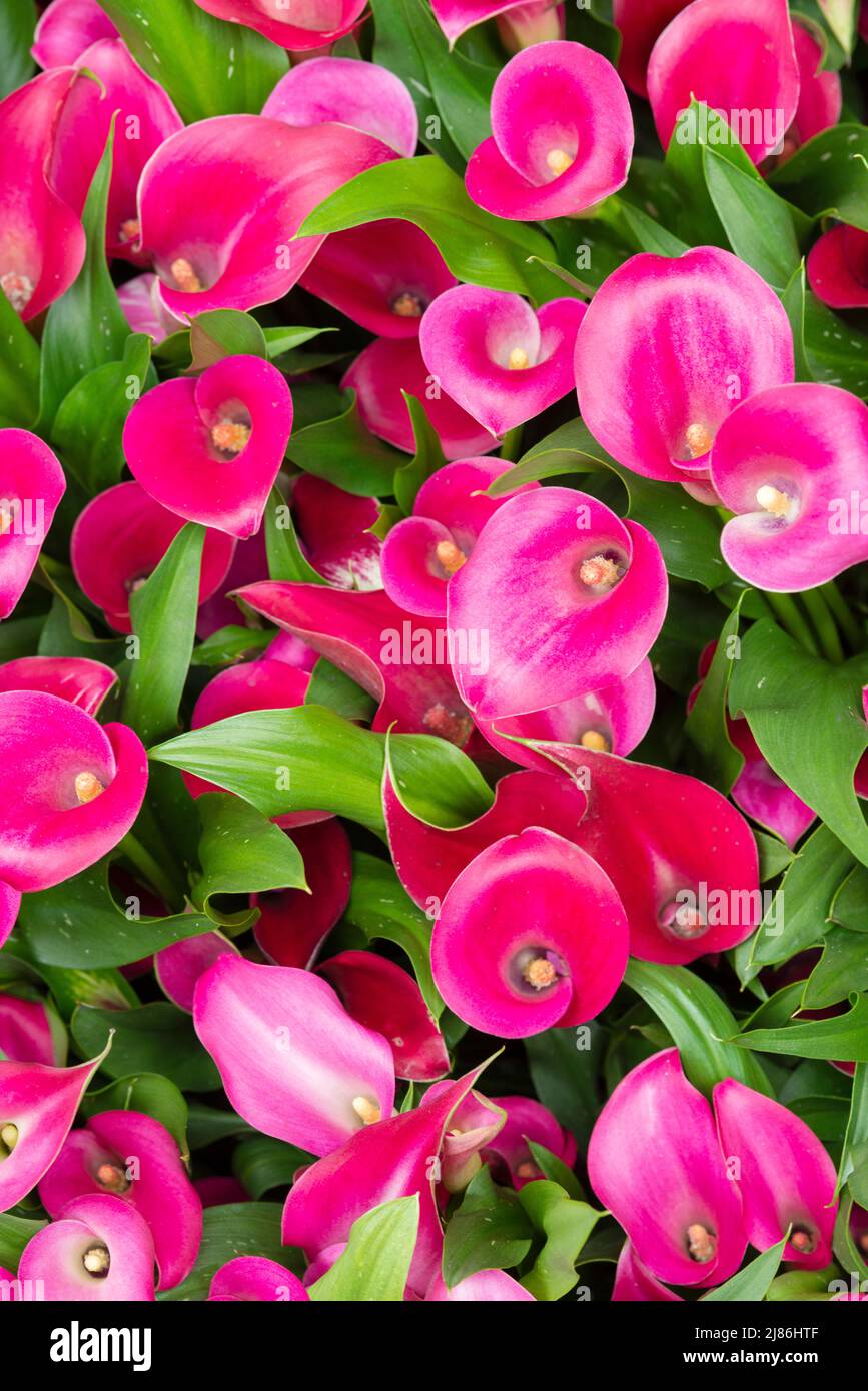 Close-up of pink liles flowers. Common names for species in