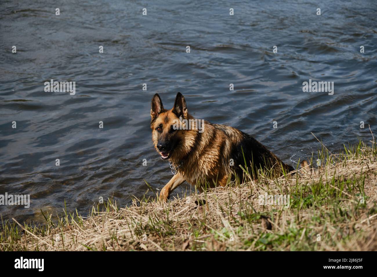 does the german shepherd dog like to swim