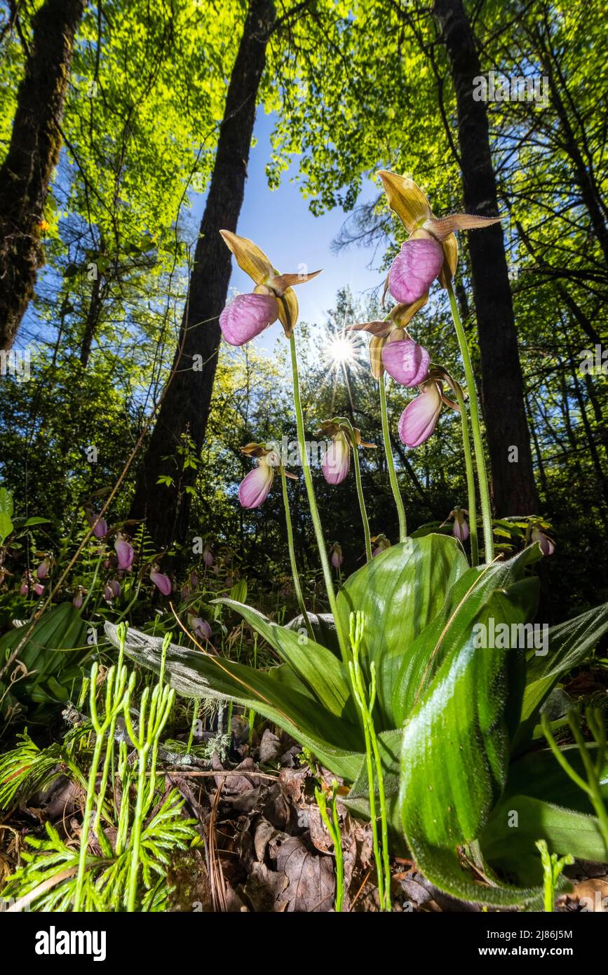 Pink Lady's Slippers (Cypripedium acaule) in Pisgah National Forest, Brevard, North Carolina, USA Stock Photo