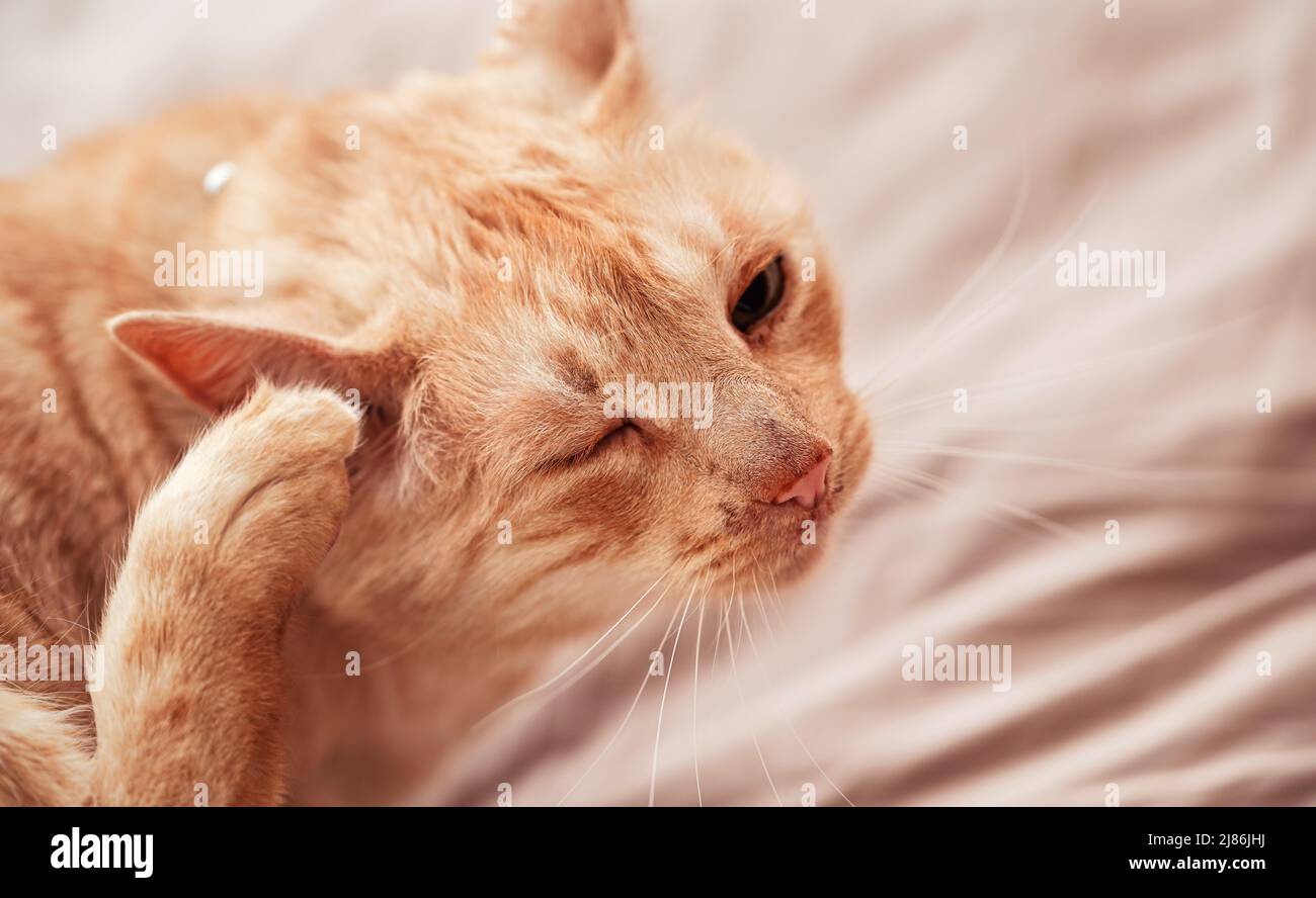 Beige or cream coloured older cat resting on bed, scratching his ear, one eye closed Stock Photo