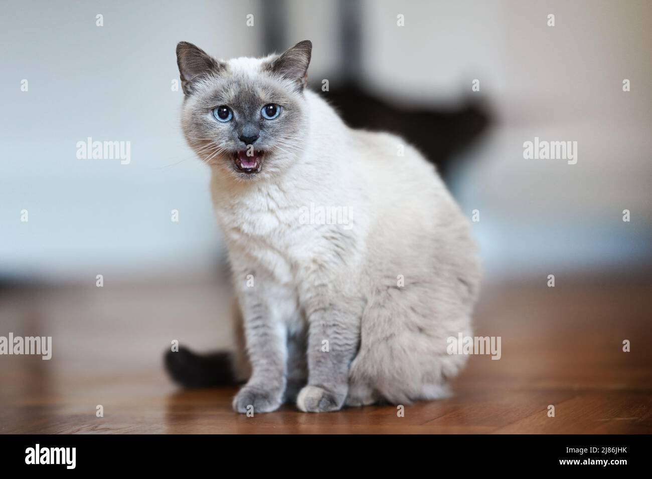 Older gray cat with piercing blue eyes, sitting on wooden floor mouth open meow, shallow depth of field photo Stock Photo
