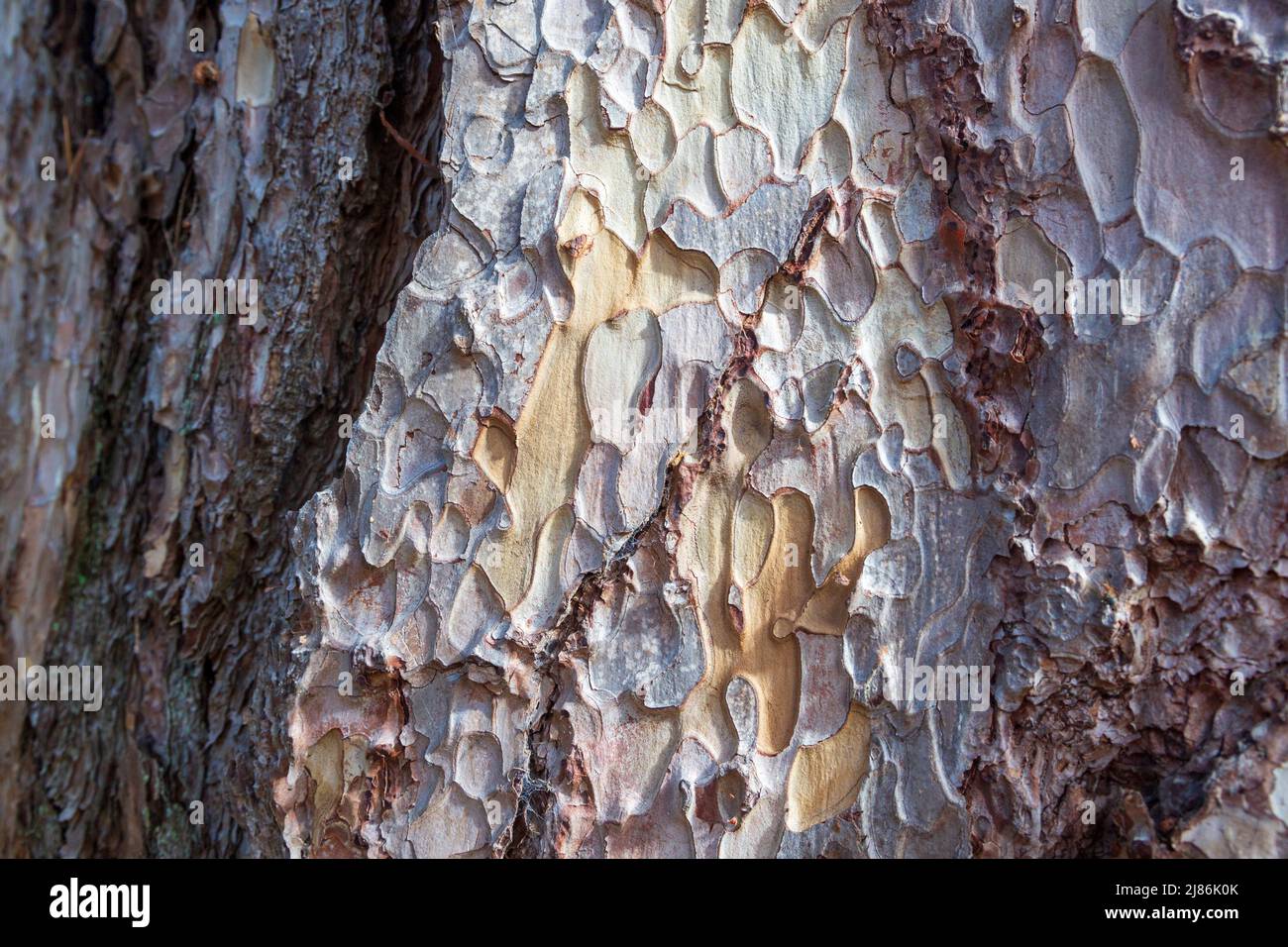The bark of a Crimean Pine tree (Pinus nigra subsp. pallasiana) Stock Photo