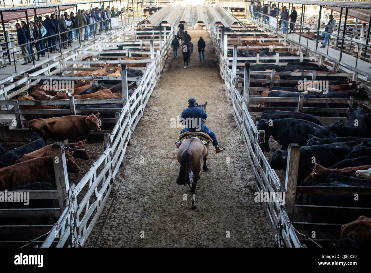 Mataderos, Argentina. 13th May, 2022. Buyers wait at side aisles for the  next auction at the Mercado de Liniers livestock market. After 122 years,  the hammer has fallen for the last time
