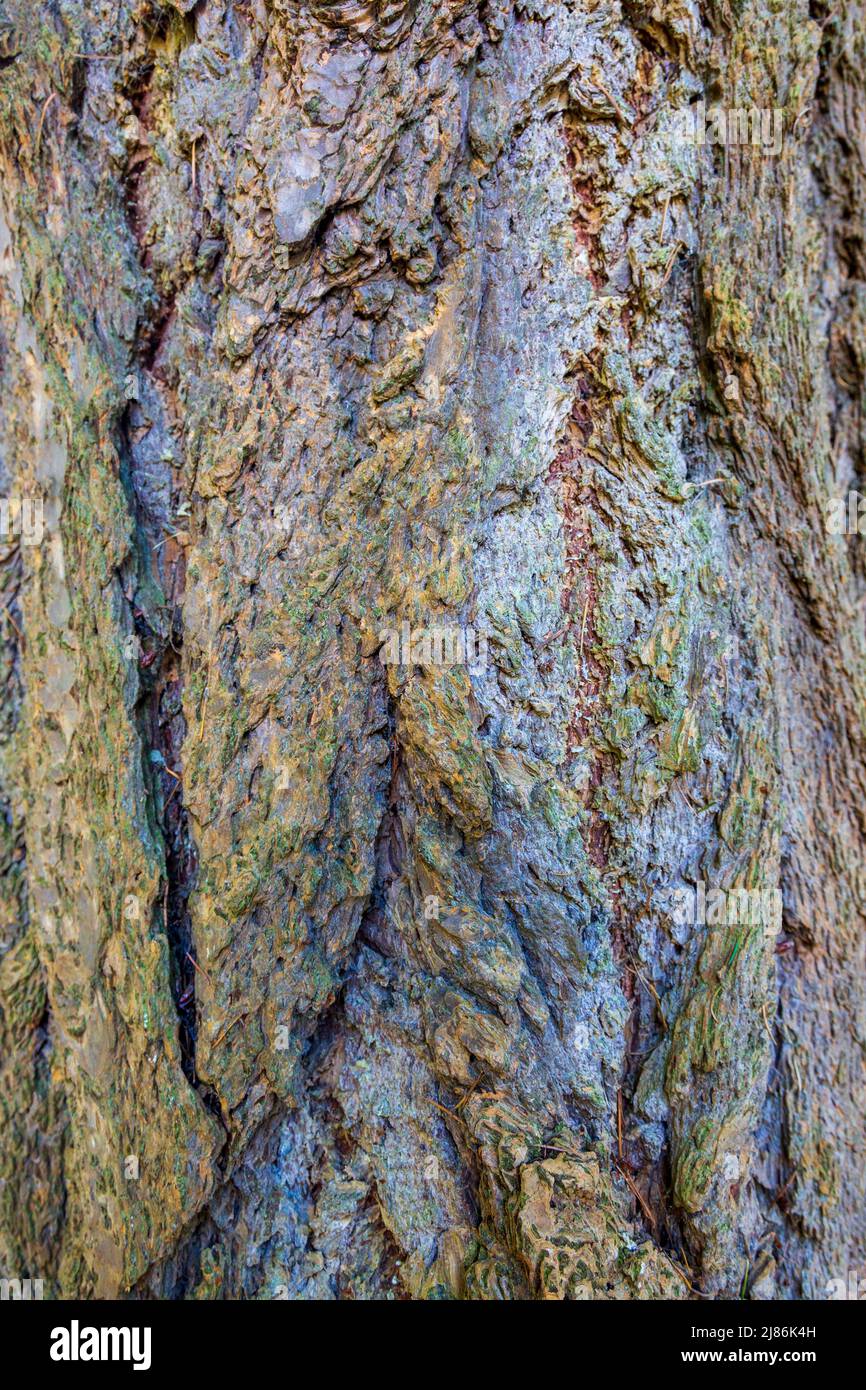 Fir tree bark hi-res stock photography and images - Alamy