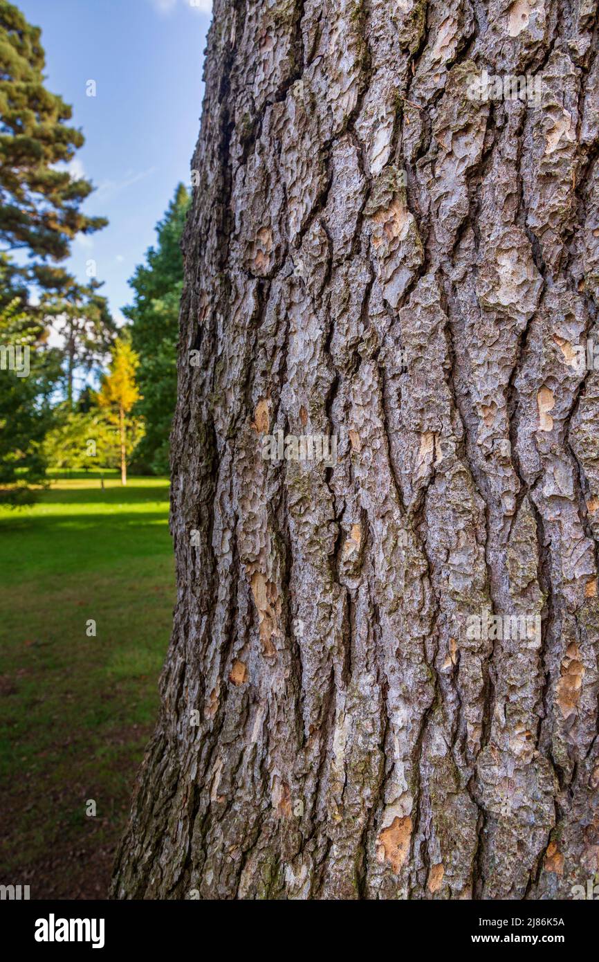 The bark of a Cedar of Lebanon tree (Cedrus Libani) Stock Photo