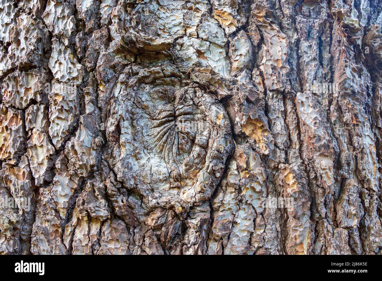 The bark of a Cedar of Lebanon tree (Cedrus Libani) Stock Photo