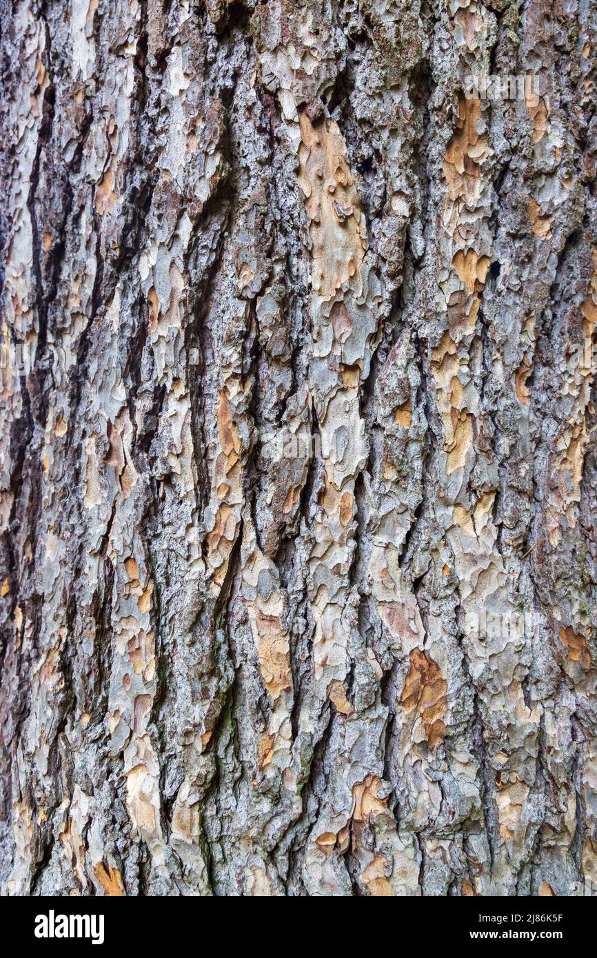 The bark of a Cedar of Lebanon tree (Cedrus Libani Stock Photo Alamy