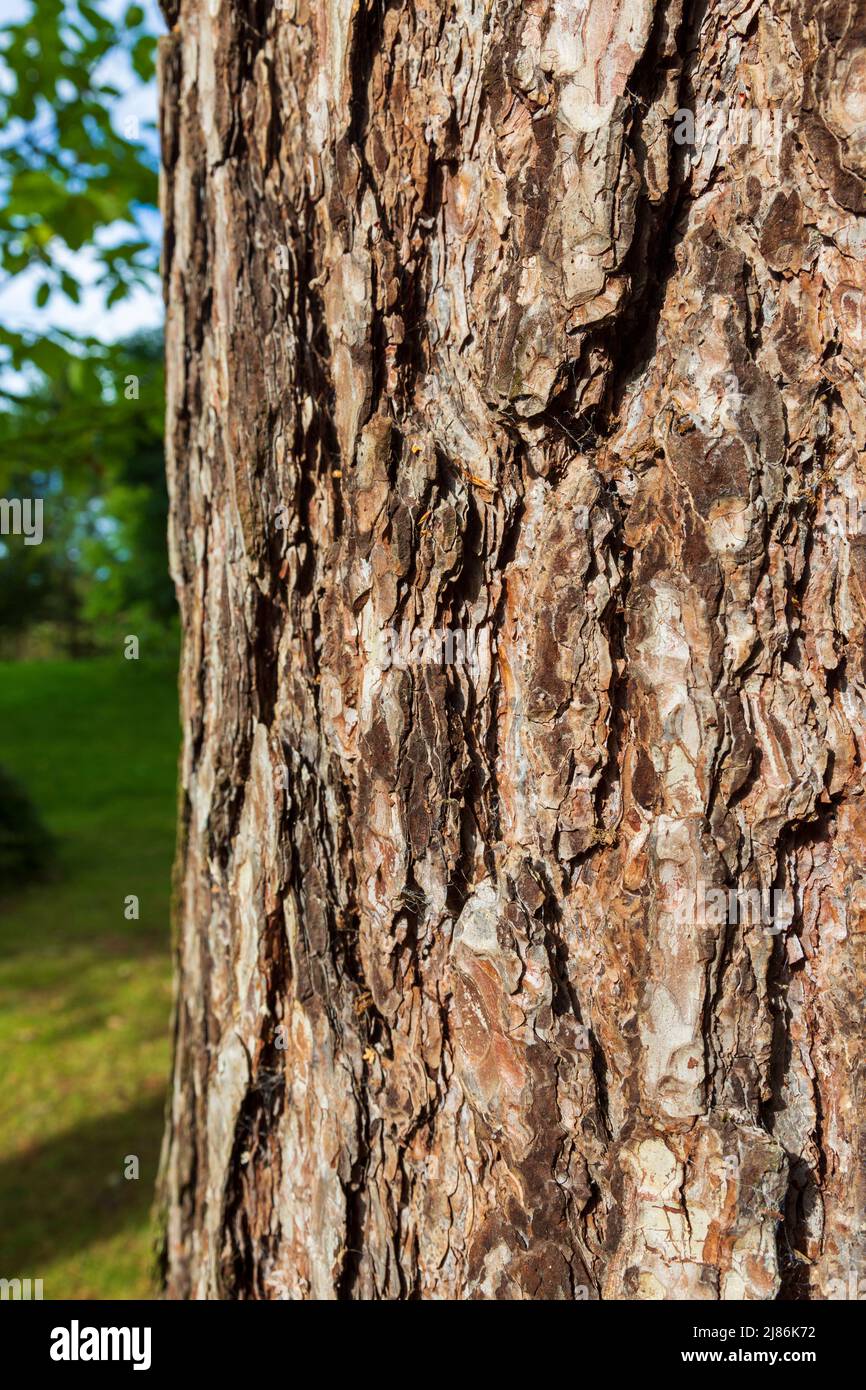 The bark of a Corsican Pine (Pinus nigra subsp. laricio) Stock Photo