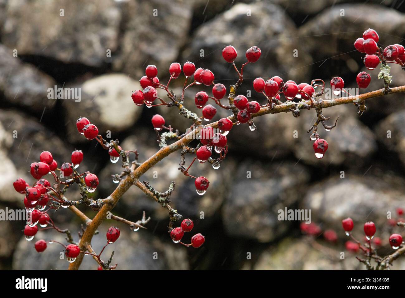 Hawthorn twig and berries in the rain, against a dry stone wall, near Malham Cove, Yorkshire National Park. Stock Photo