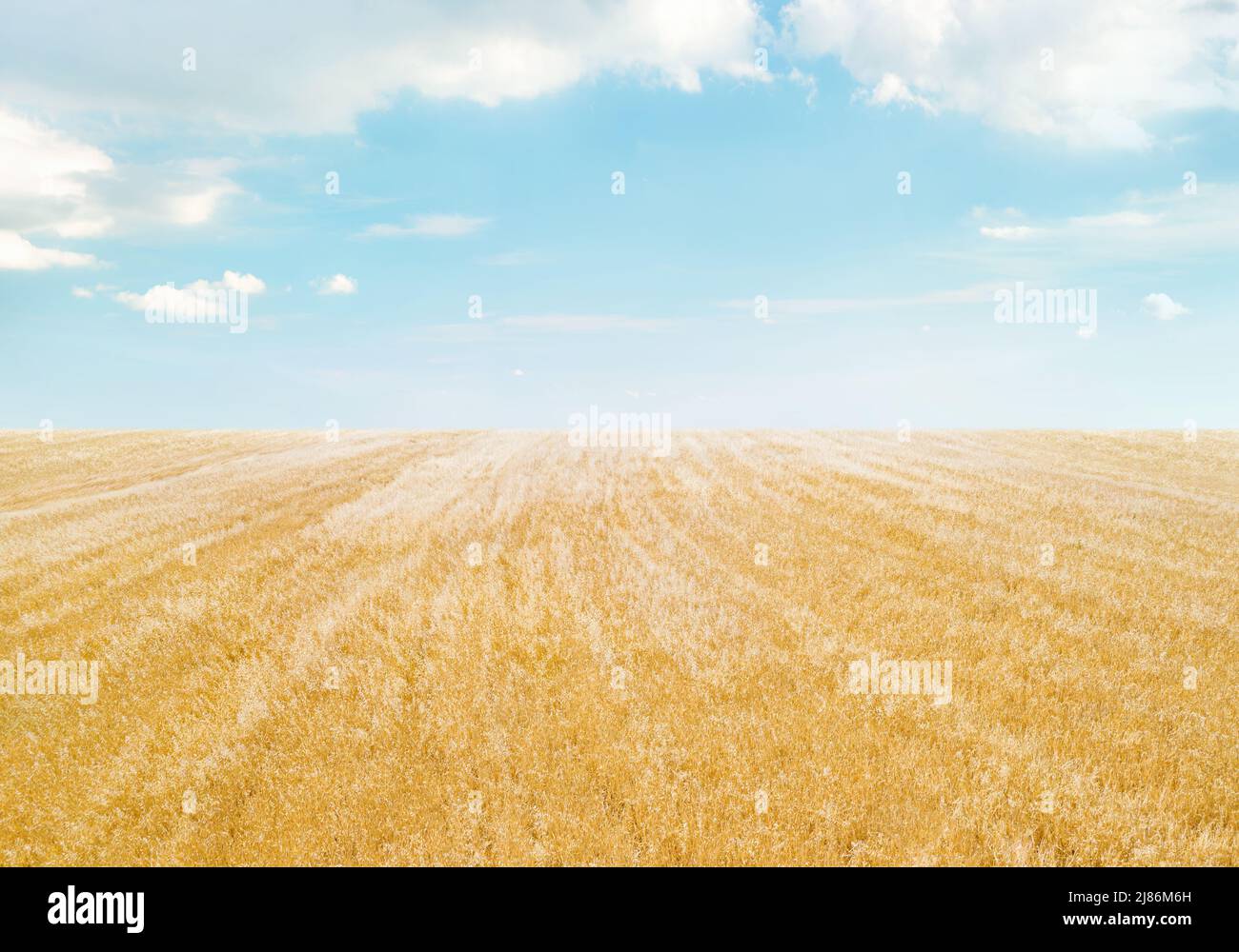 Field of golden crops under light blue sky with clouds, minimalistic landscape Stock Photo