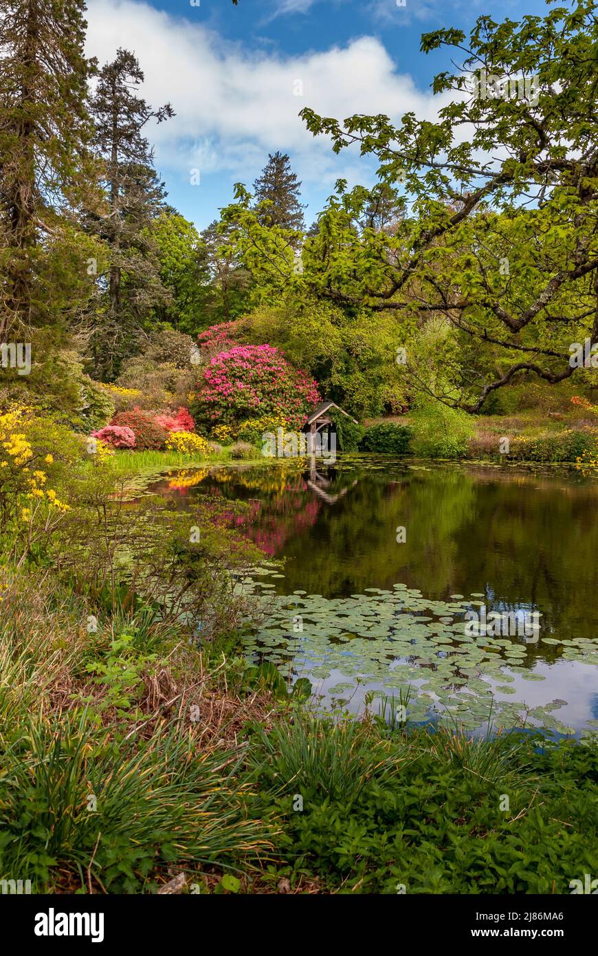 Lake and boat house view in Bargany Gardens near Girvan in springtime. Stock Photo