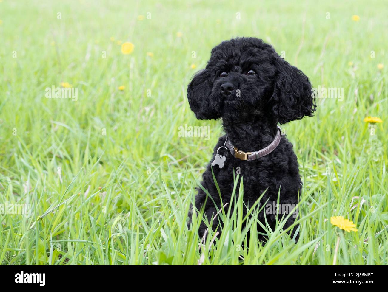 Black Toy Poodle In The Field Against The Background Of Green Grass 
