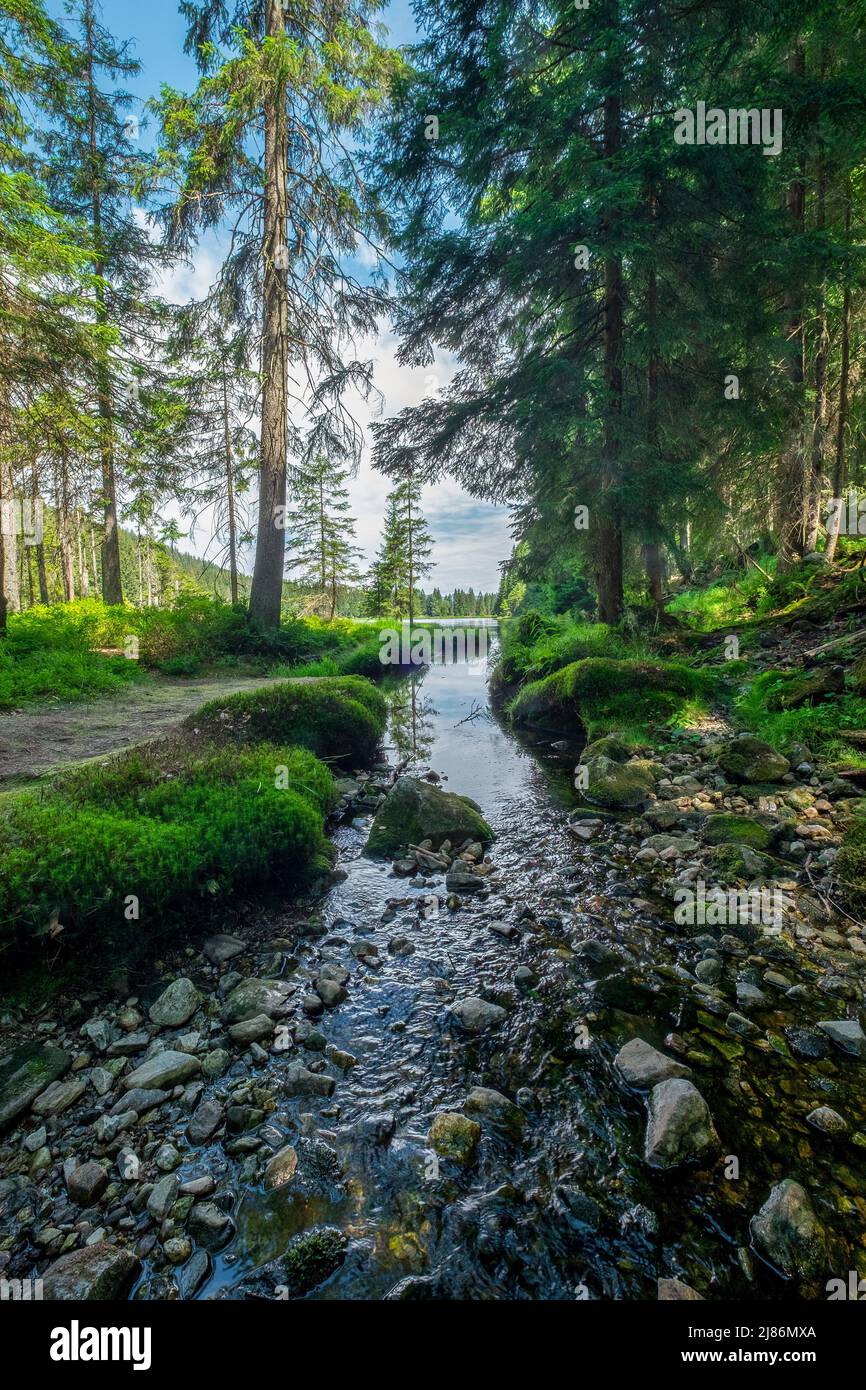 Bavarian forest - Stock Image
