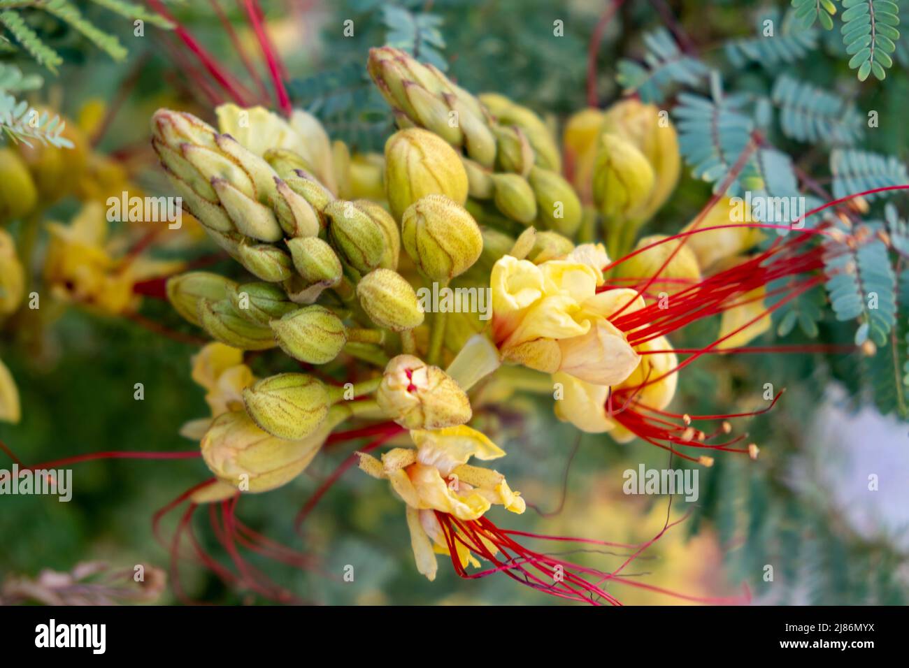 Erythrostemon Gilliesii or Bird Of Paradise shrub, yellow flower with long red stamen. Blooming flora, tropical wild plant with toxic green seed. Clos Stock Photo
