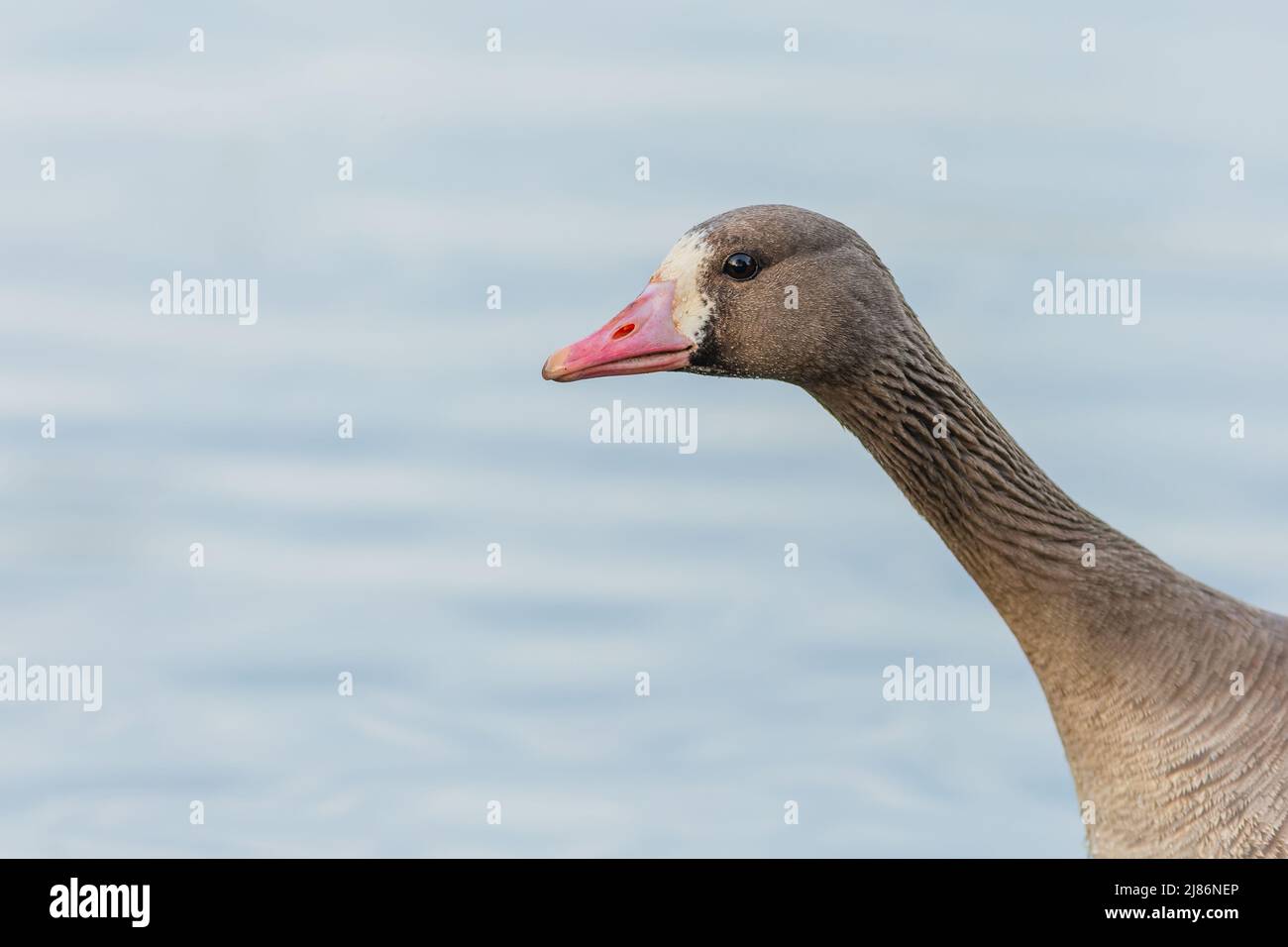 Head and neck of the greater white-fronted goose with pink beak. Blue water in the background. Stock Photo