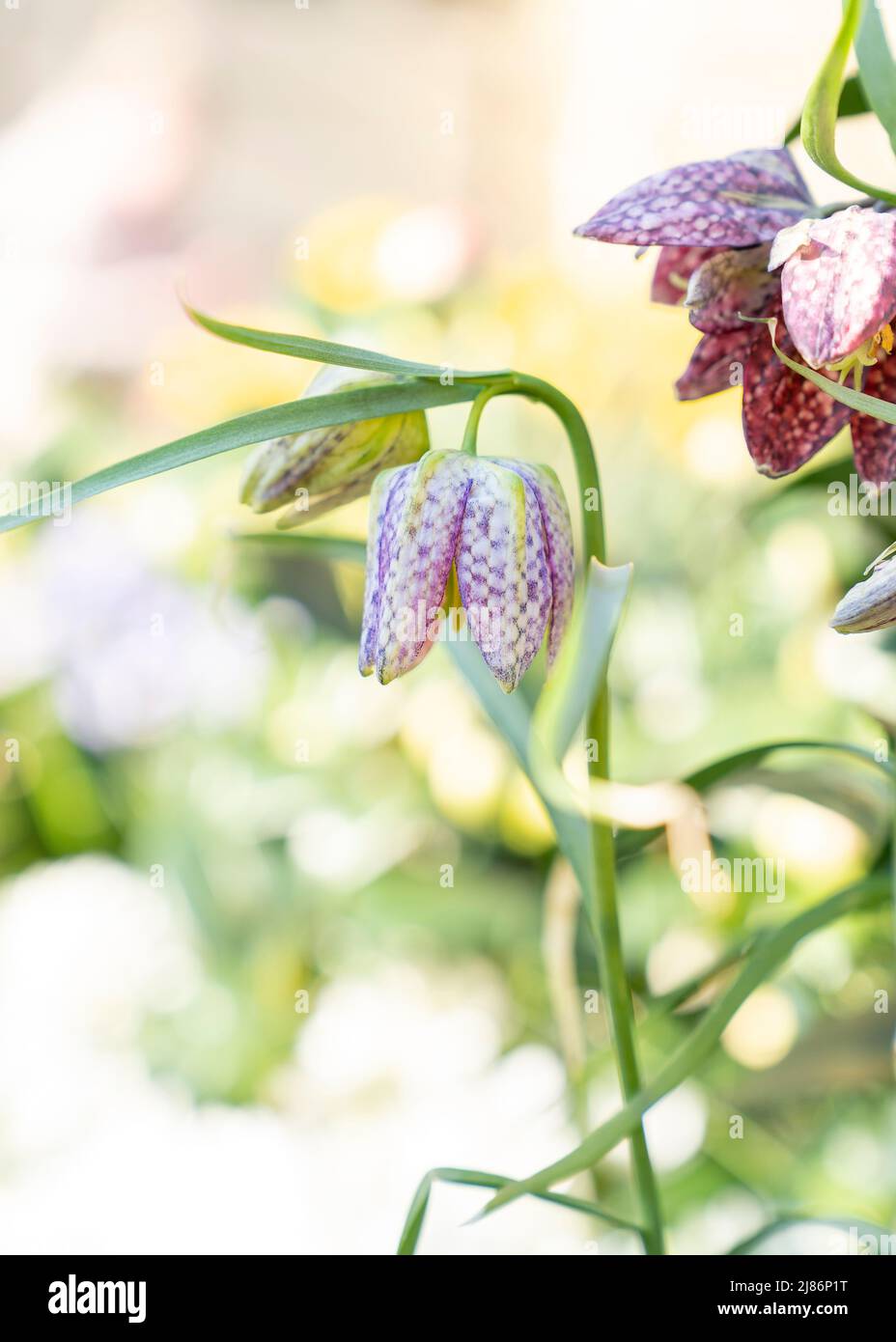 Close up of Wild snake's head fritillary in the early morning sun with morningdew Stock Photo