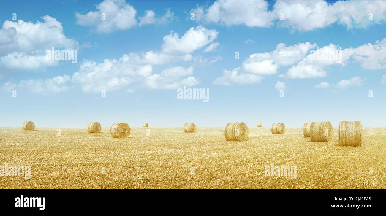 Hay bales in a field of dried yellow grass under blue sky with clouds ...