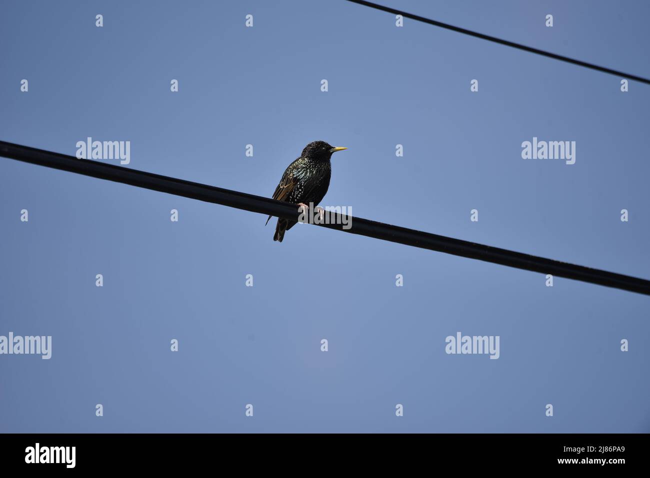 Male Common Starling (Sturnus vulgaris) Perched on a Telegraph Wire Facing Camera Against a Deep Blue Background on a Sunny Day in Wales, UK in Spring Stock Photo