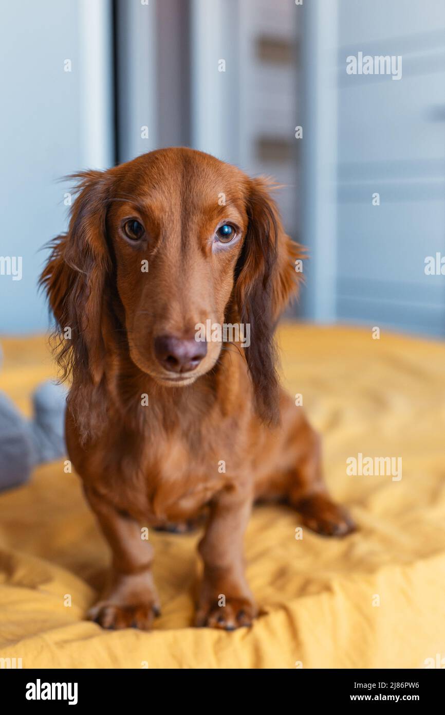 A serious thoroughbred dachshund sits on the bed, looks into the frame