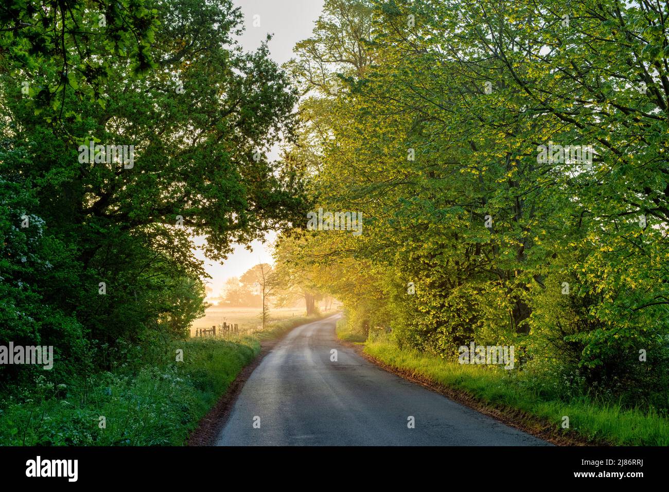 Early morning spring sunlight along a country road. North Aston