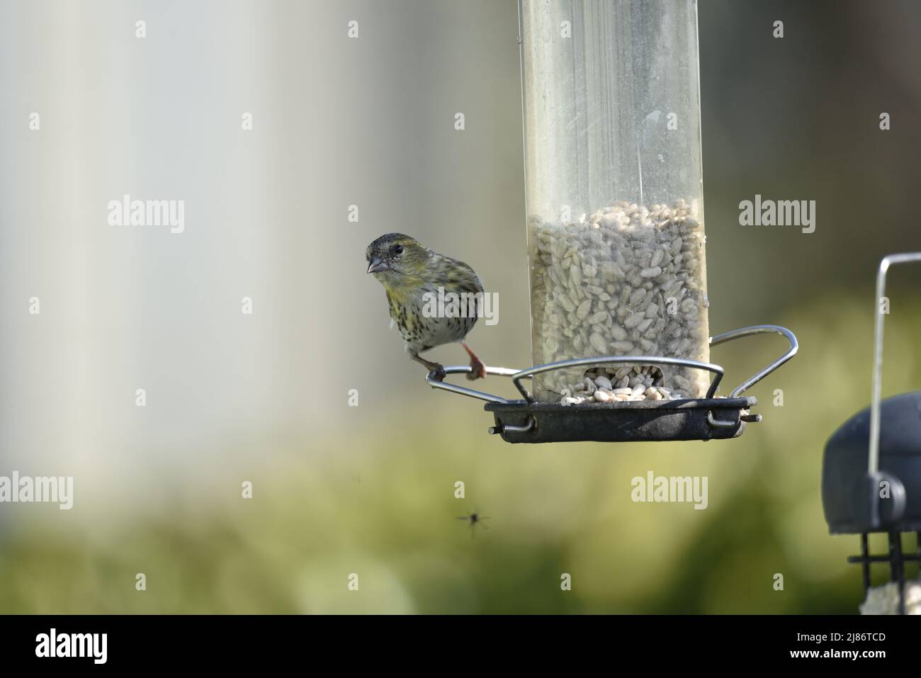 Female Eurasian Siskin (Corduelis spinus) Facing Camera Perched on Left of a Sunflower Hearts Feeder with Fly Beneath, Against a Blurred Background Stock Photo
