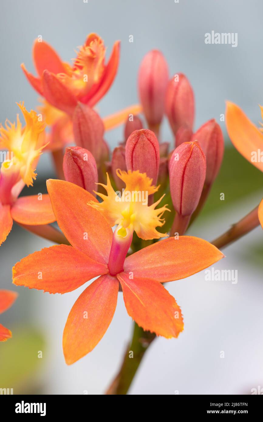 Orange epidendrum blossom Stock Photo