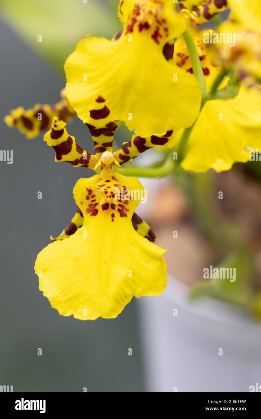 Yellow oncidium blossom Stock Photo