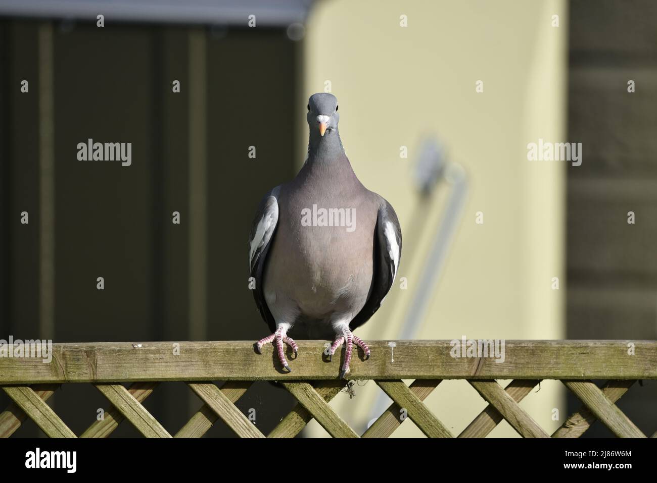 Close-Up Image of a Common Woodpigeon (Columba palumbus) Perched Facing Camera on Top of a Trellis Fence in the Sun in a Garden in Wales, UK in Spring Stock Photo