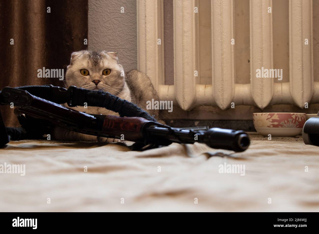 A domestic cat sits near a military machine gun and a pistol in a residential building, house and order protection, military weapons and a cat, war in Stock Photo