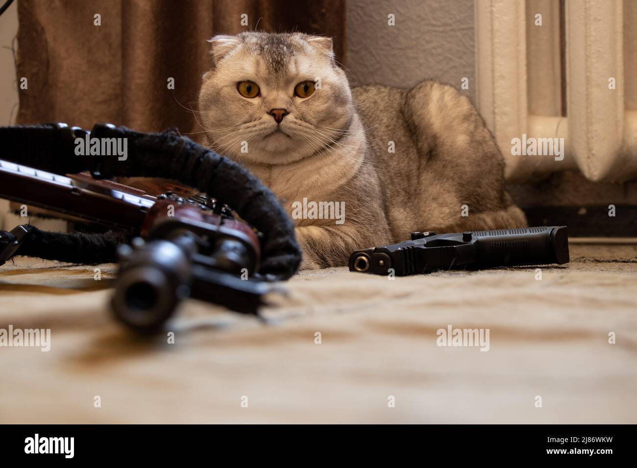 A domestic cat sits near a military machine gun and a pistol in a residential building, house and order protection, military weapons and a cat, war in Stock Photo