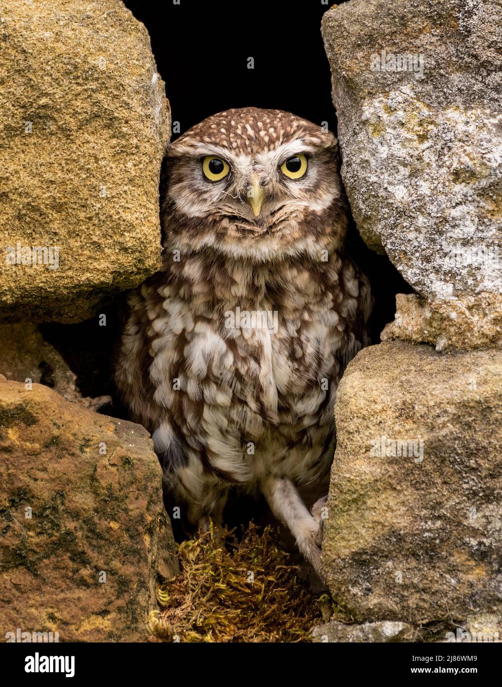 A Little Owl Stock Photo - Alamy