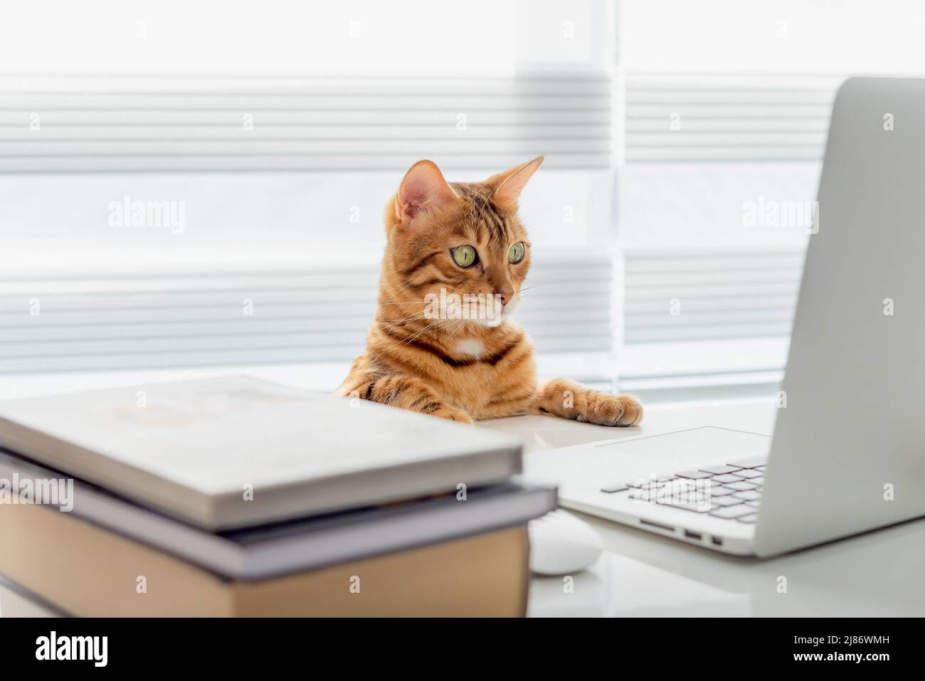 Cat laptop funny hi-res stock photography and images - Alamy
