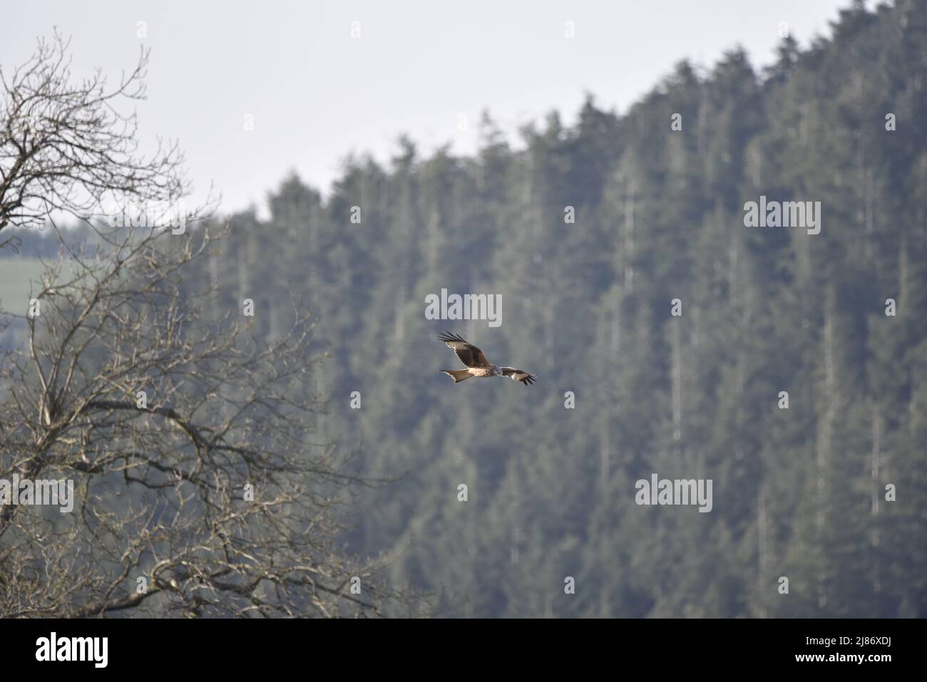 Red Kite (Milvus milvus) Flying Left to Right, Level with Camera, Against a Woodland Backdrop on a Sunny Day in Mid-Wales, UK in April Stock Photo