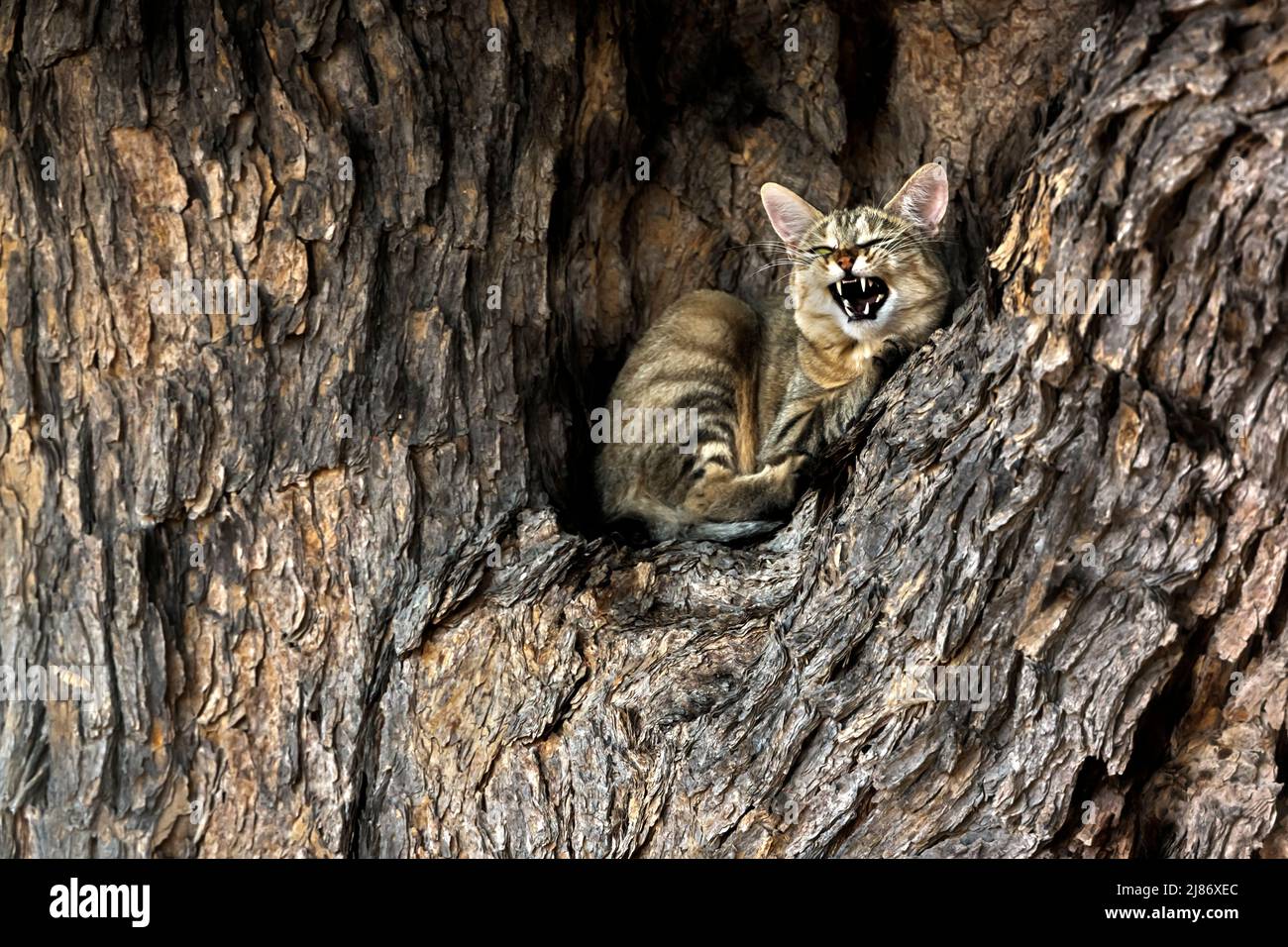 Southern African wildcat lying down mouth open in a tree in Kgalagadi transfrontier park, South Africa; specie Felis silvestris cafra family of Felida Stock Photo