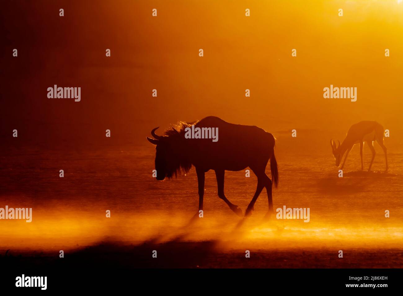 Blue wildebeest and springbok walking backlit at sunset in Kgalagadi ...