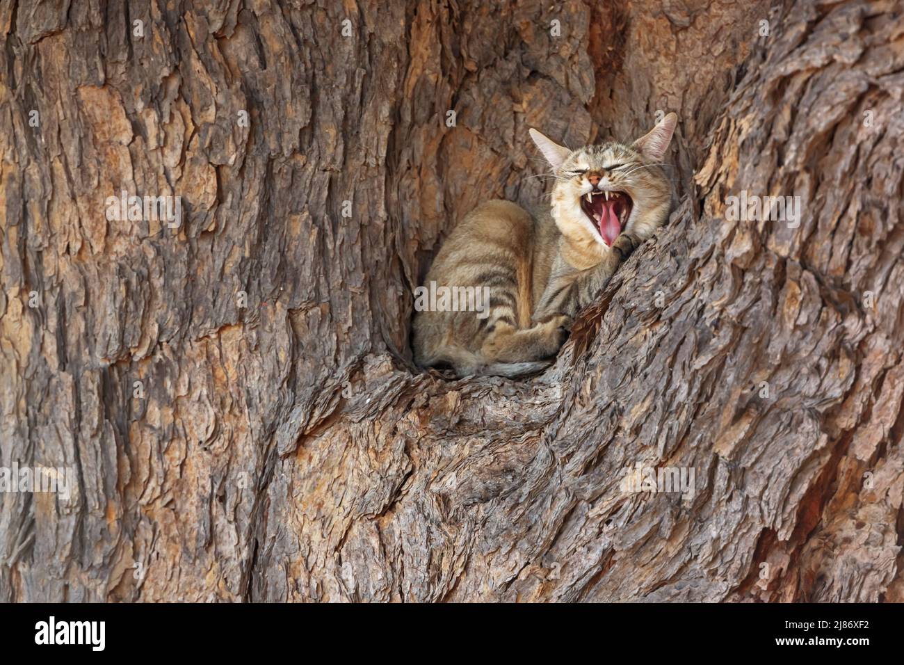 Southern African wildcat lying down mouth open in a tree in Kgalagadi transfrontier park, South Africa; specie Felis silvestris cafra family of Felida Stock Photo