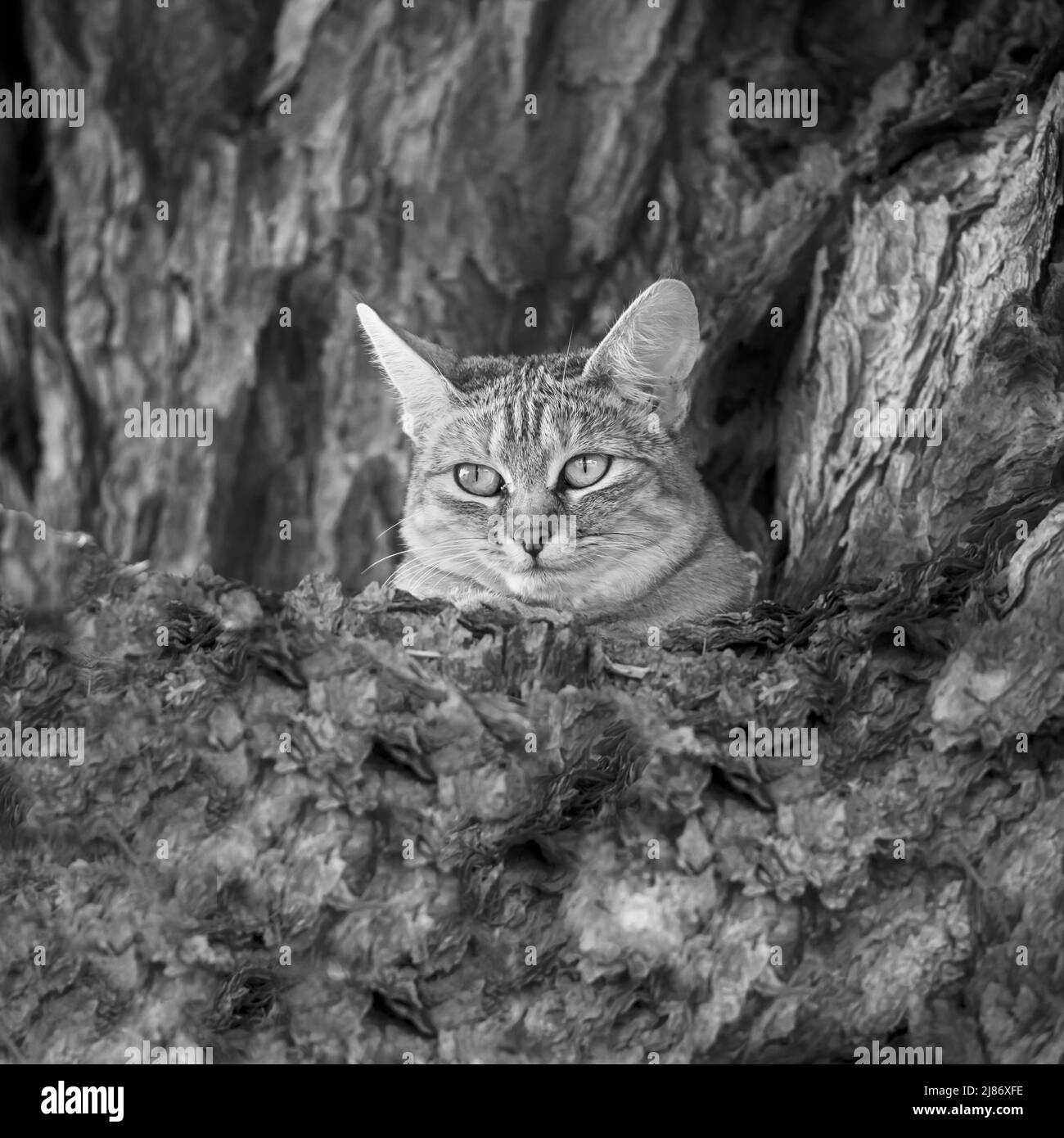 Southern African wildcat hidding in a tree trunk in Kgalagadi transfrontier park, South Africa; specie Felis silvestris cafra family of Felidae Stock Photo