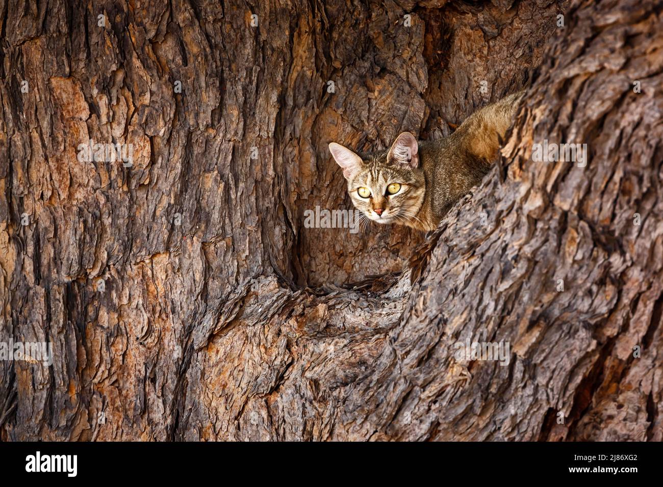 Southern African wildcat lying down in a tree in Kgalagadi transfrontier park, South Africa; specie Felis silvestris cafra family of Felidae Stock Photo