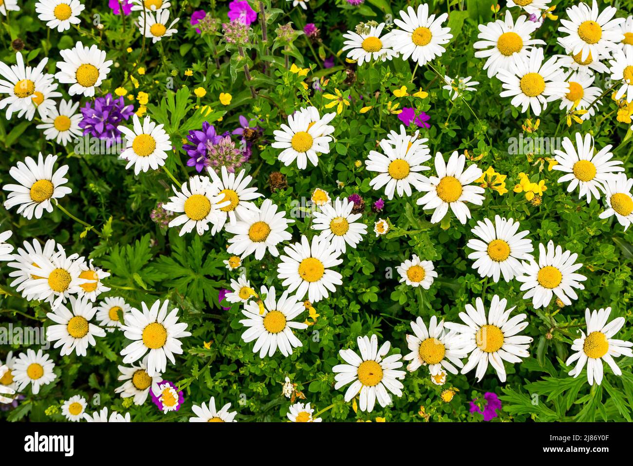 Wildflower garden: common bird's foot trefoil, buttercup, daisies, Scotland, UK Stock Photo
