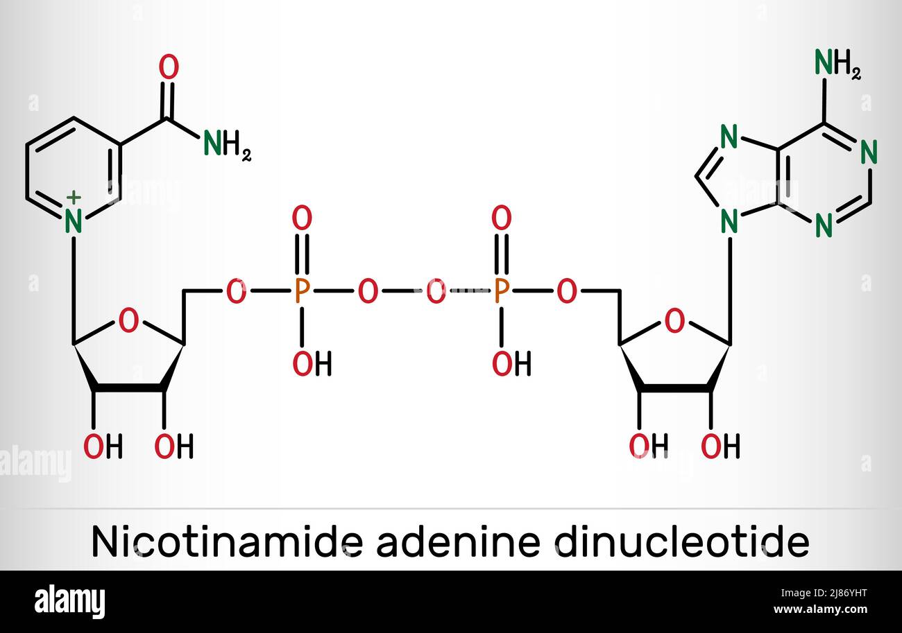Dinucleotide Structure
