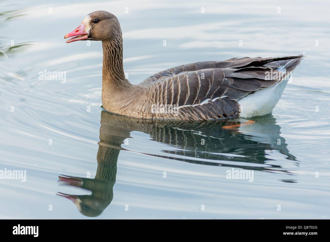Close up image of the greater white-fronted goose with pink beak swimming in a lake. Reflection of the bird in blue water. Stock Photo