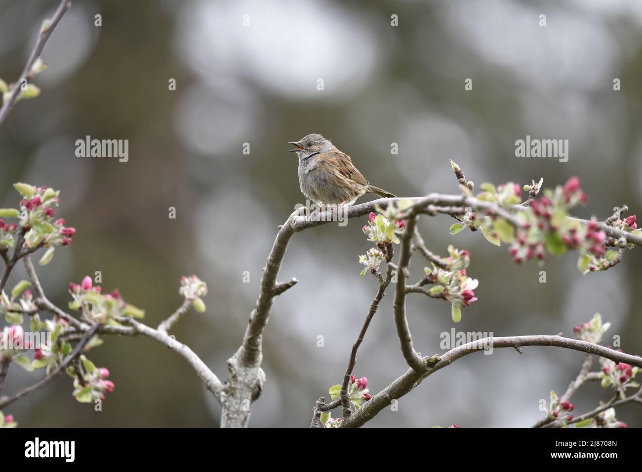 Close-Up Image of a Dunnock (Prunella modularis) Perched in Left-Profile on Branches of Apple Blossom Against a Bokeh Effect Background in Wales, UK Stock Photo
