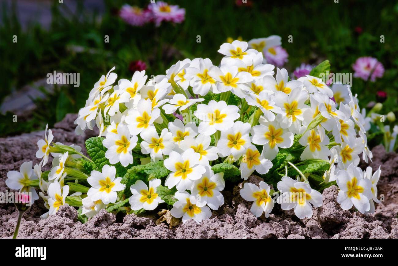 Primula vulgaris, the common primrose, bright flowering plant Primulaceae. White flowers in the garden Stock Photo