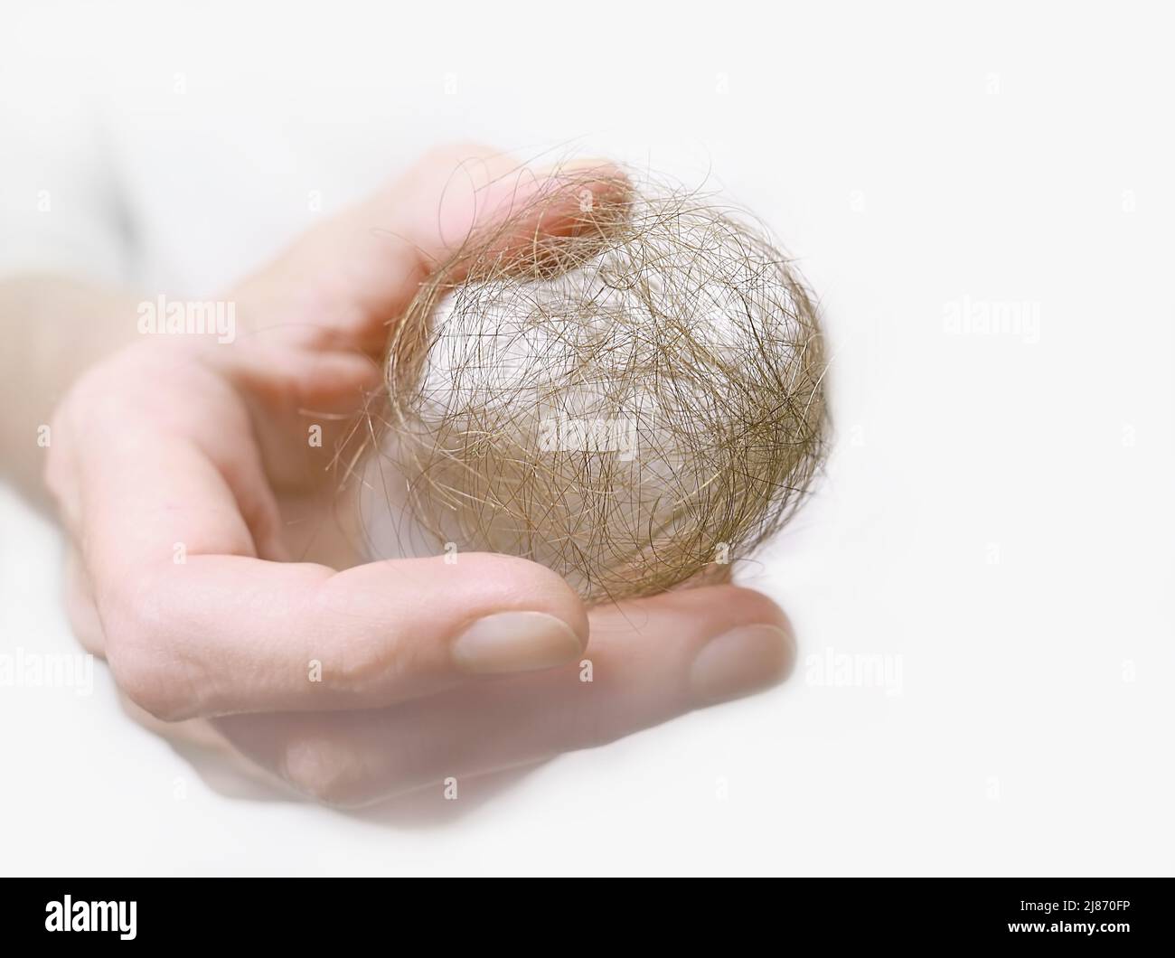 Woman's hand holds a ball of blonde hair. Hair loss. Hair fall disease. Female pattern baldness or alopecia. Hair loss due to anxiety or coronavirus. Stock Photo