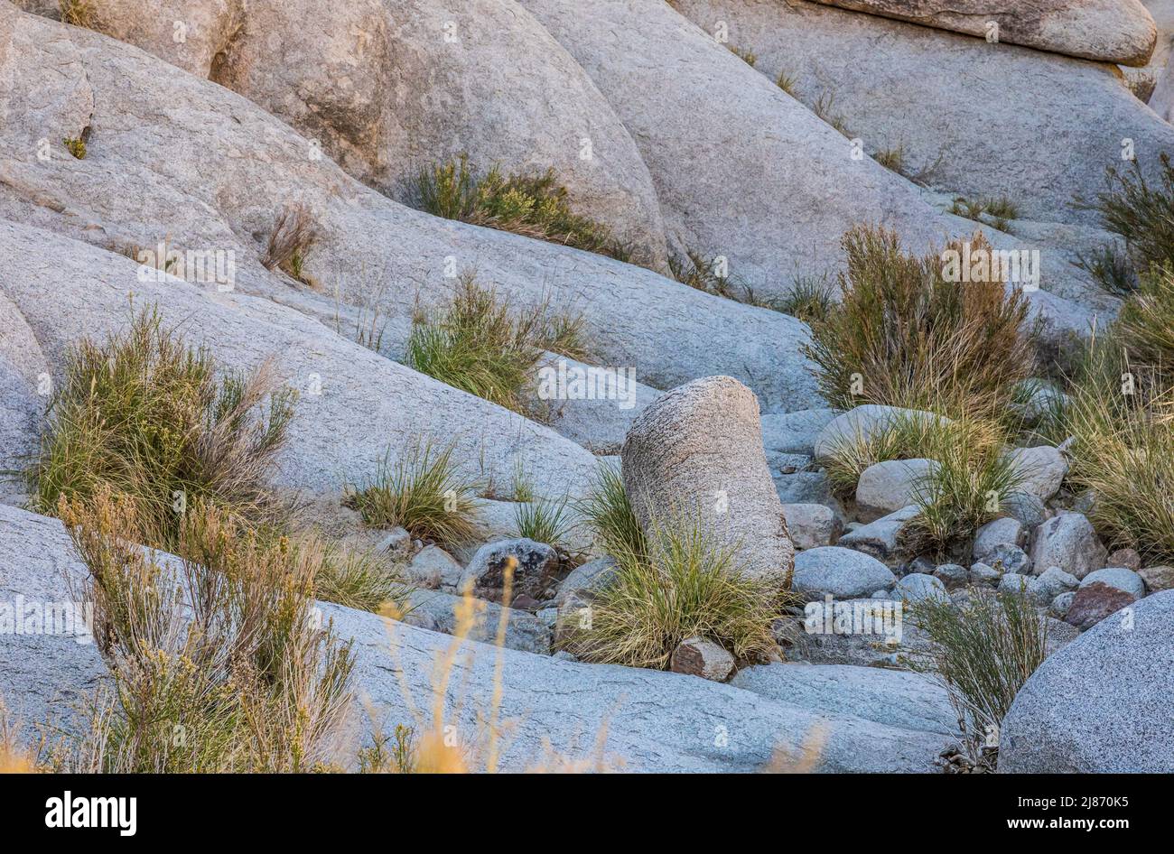 Rocks shrubs and grasses in the open shade of Rattlesnake Canyon, Joshua Tree National Park. Stock Photo